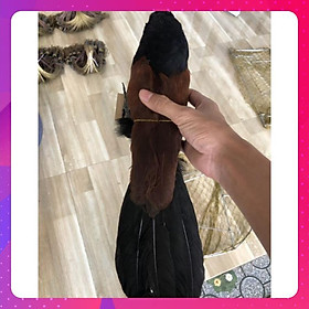 Mua 1 con bịp giả bơm keo 2021 hàng chất lượng  dùng để đánh chung với mẹt