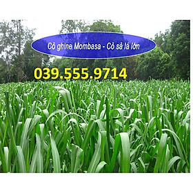 Mua Hạt Cỏ Sả Lá Lớn Mombasa Ghine 200g