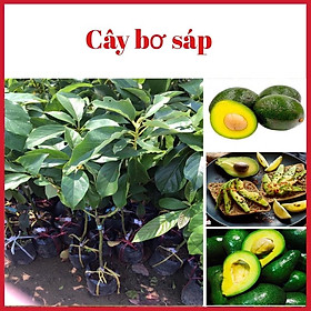 Cây bơ sáp quả to tròn rất dễ trồng và chăm sóc
