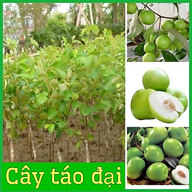 Cây giống táo Đài Loan Có vị ngọt và giòn màu xanh bóng đẹp #20 Cây giống táo Đài Loan Có vị ngọt và giòn màu xanh bóng đẹp