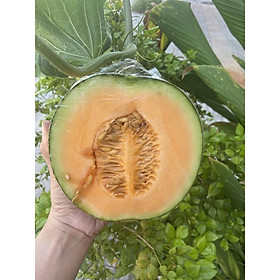 Hạt giống dưa lưới