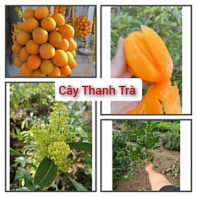 Cây Thanh Trà cây chiết cho quả sau 6 tháng