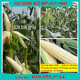 HẠT GIỐNG NGÔ NẾP LAI HN90 GÓI 100G  - HẠT NGÔ TO THƠM NGON DẺO THƠM