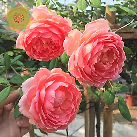 Mua Cây hoa hồng ngoại Jubilee Celebration cánh sen (bụi) - siêu đẹp hoa thơm - Hoa hồng Thăng Long Flower