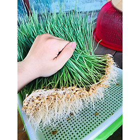 Hạt Cỏ Lúa Mì Australia chất lượng cao gói 1kg