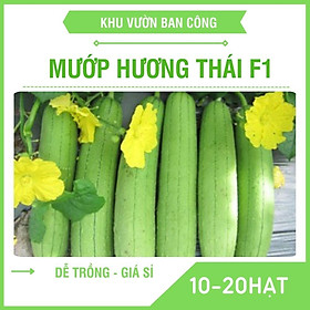 Hình ảnh Hạt Giống Mướp Hương Việt Nam F1 Dễ Trồng Qủa Thơm Quy Cách 10 - 1 Hạt - Khu Vườn Ban Công