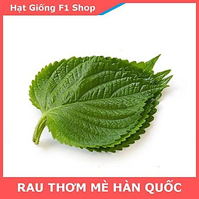 Mua 0.5Gr Hạt Giống Lá Vừng Hàn Quốc ( TÍA TÔ LÁ TO)