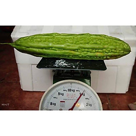 Mua Hạt Giống Mướp Đắng Khổng Lồ 1KG