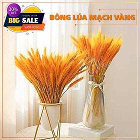 Mua Hoa lúa mạch vàng