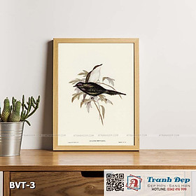 Mua Tranh canvas vintage - Sáo Thái Bình Dương (Aplonis metallica) - BVT-3