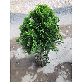 Mua CÂY BÁCH DIỆP