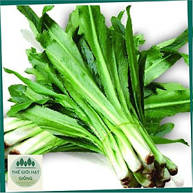 Mua Hạt giống rau ngò gai (mùi tàu)