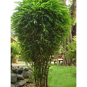 Mua CÂY TRÚC ĐÙI GÀ-CÂY TRE ỐNG ĐIẾU + Tặng 01 cây dâu da đất( bòn bon)