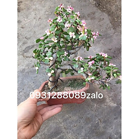 Cây đá đô la xanh gốc đôi uốn bonsai_hàng sẵn