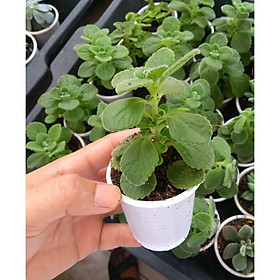 Mua Sen đá thơm - nhất mạt hương  sen đá đẹp