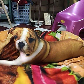 Mua Gối ôm 3d chó bull 65cm