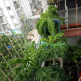 Mua Hạt giống Cải xoăn KALE  đóng gói 2gr (khoảng 400 hạt)