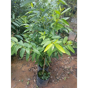 Mua Cây vối giống cao khoảng 60cm