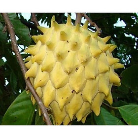 CÂY Giống Na SỪNG Nam Mỹ CAM KẾT GIỐNG CHUẨN F1