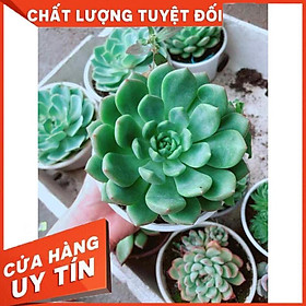 Mua Sen đá bánh bao xanh Nhiều Người Mua