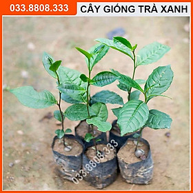 6 Cây Giống Trà Xanh Khỏe Đẹp Dễ Trồng Chăm Sóc