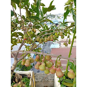 Mua Cây Giống mận Đường Thái Lùn (trồng chậu)