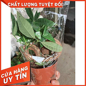 Chậu cây kim ngân nơ Nhiều Người Mua