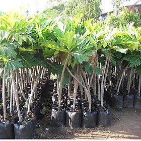 Mua Cây sake cao 1m2 cây như ảnh
