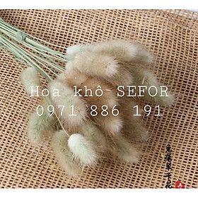 Mua BÔNG HOA ĐUÔI THỎ ướp khô - bình hoa trang trí - decor- bình hoa- hoa khô trang trí cafe  trà sữa