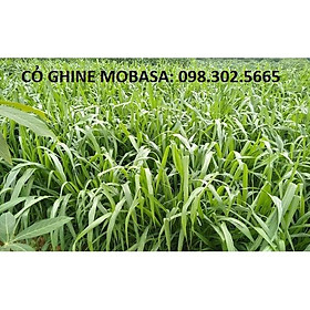 Hạt giống cỏ xả lá lớn Mobasa ghine gói 500g - Cỏ chăn nuôi trâu, bò, gà, heo, cá ,thỏ ... chất lượng