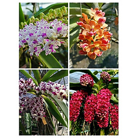 Hoa phong lan đai châu  hoa tết cây đẹp chuẩn giống
