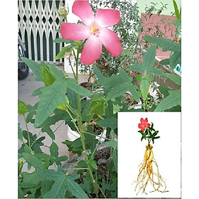 Mua Hạt giống nhân sâm bố chính - 1 gói 10 hạt