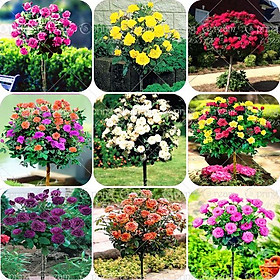 Hạt giống Hoa Hồng Thơm mini nhiều màu Rose mini Seeds Dễ trồng