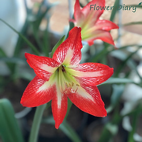 Mua Củ hoa loa kèn | lan huệ | huệ tây nhiều màu