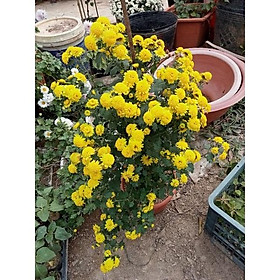 Mua Cúc chi rủ chậu nhỡ