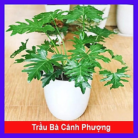 Hình ảnh Cây trầu bà cánh phượng - cây cảnh để trong nhà + tặng phân bón cho cây