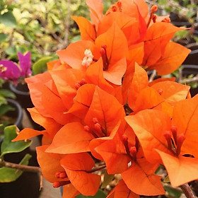 Hoa giấy màu cam - chậu cây đang hoa, size cây nhỡ