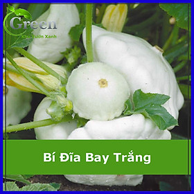 Mua Hạt Giống Bí Đĩa Bay Trắng Sai Trái