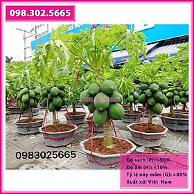 Hạt giống đu đủ lùn siêu trái