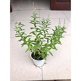 Mua Cây sả chanh pháp - cỏ roi ngựa - Mã tiên thảo chậu lớn (ảnh thật)