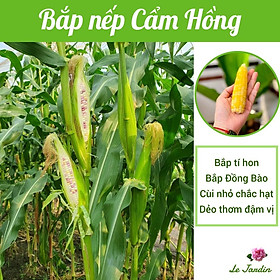 Hạt giống bắp nếp tím baby Cẩm Hồng gói 5gr - CÙI NHỎ THƠM NGON
