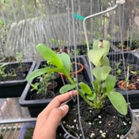 Hoa phong lan phi điệp - ngọc viễn đông