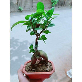 Chậu cây si bonsai Bán Chạy