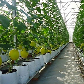 Mua 1kg Túi bầu ươm cây 2 Da 20x40 Trắng + Đen trồng cây