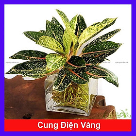 Cây Cung Điện Vàng - cây cảnh để bàn + tặng phân bón cho cây