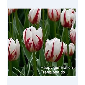 Bộ 5 củ giống hoa tulip hoa màu trắng pha đỏ