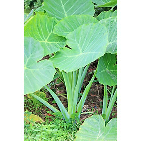 Mua 5 Cây giống dọc mùng (BẠC HÀ)