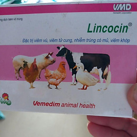 vemedim Lincocin  combo 10 ống