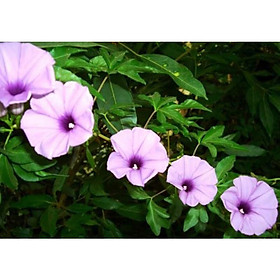 Bầu hoa bìm bịp