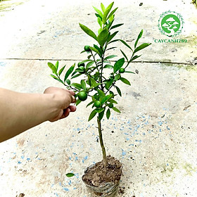 Mua Cây chanh tứ quý trưởng thành đang hoa và quả cao 80cm-1m.